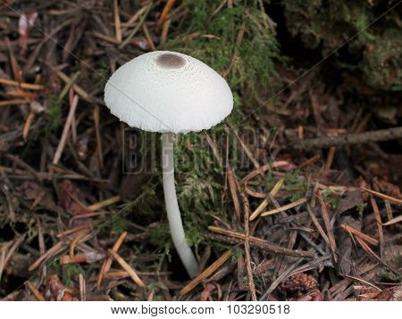 Skullcap Dapperling - Leucocoprinus brebissonii