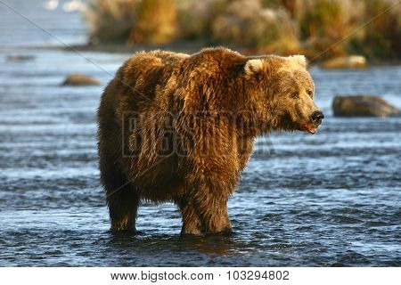 old kodiak brown bear