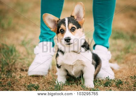 Portrait of young puppy Welsh Corgi dog