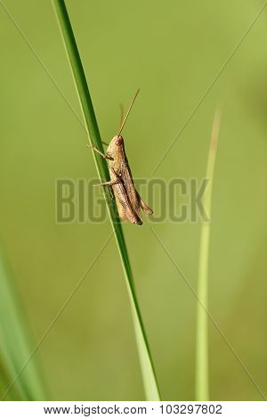 Closeup Photo Of A Grasshopper