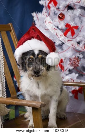 Santa Mutt