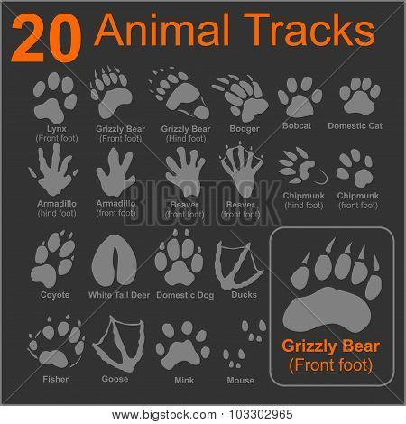 Animals Tracks - vector set