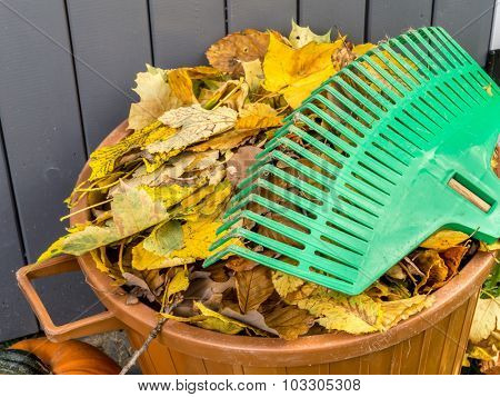 Pile of dead fall leaves swept and dumped into plastic bin with fan rake resting on it