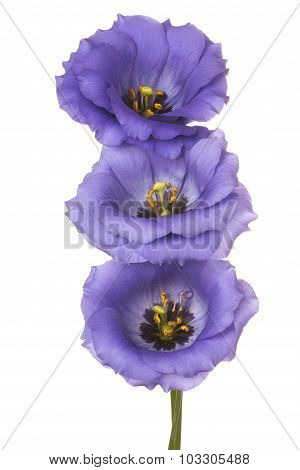 Eustoma