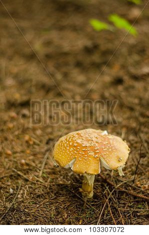 One mushroom in the dark rainy autumn forest
