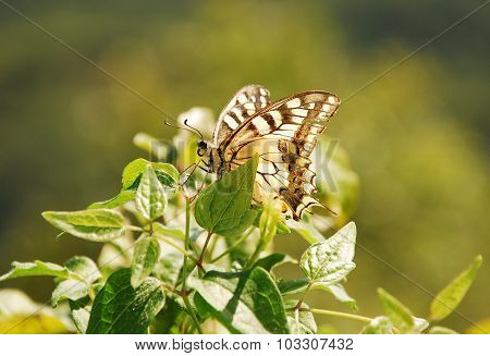 Southern Swallowtail Butterfly