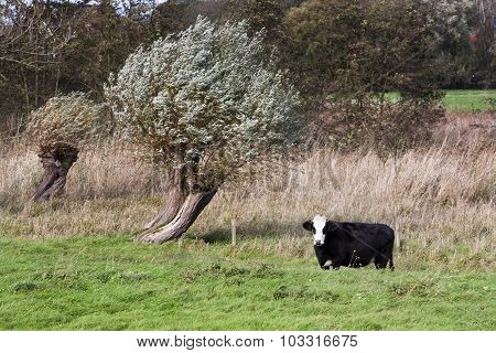 Cow