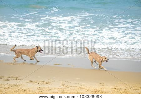 Two pets playing near sea, dogs beach