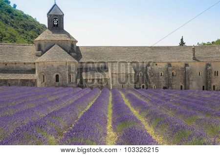 Abbey of Senanque and lavender flowers.