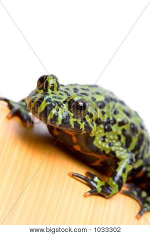 Brand-Bellied padden