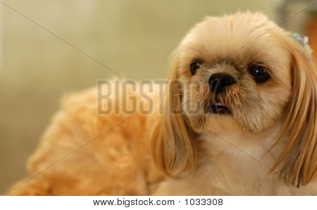 Filhote de cachorro bonito