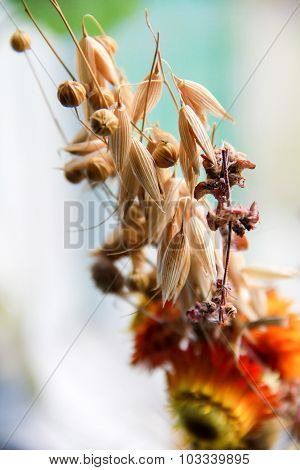 Bouquet of cereals