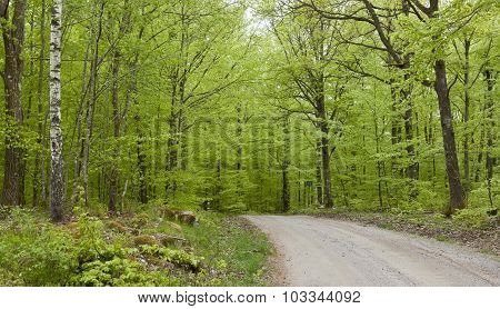 Beech forest in May.