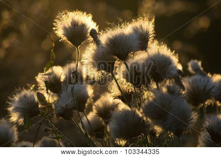 Fluffy grass