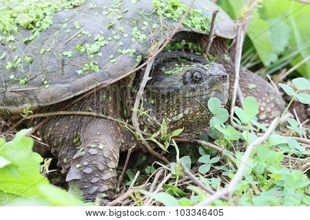 Snapping Turtle And Twigs