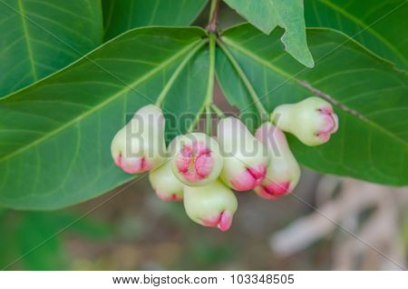 Rose Apples