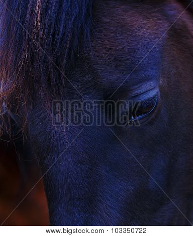 Closeup of a  black horse eye