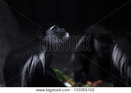 Abyssinian Black And White Colobus
