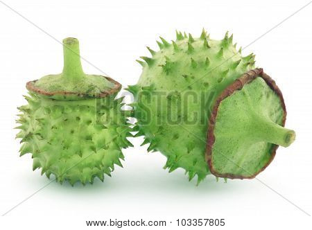 Medicinal Datura Fruits