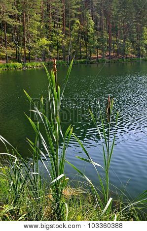 Scirpus Plants On The Lake