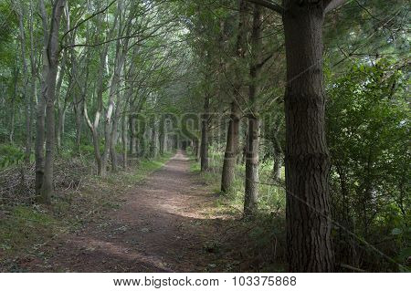 Forest Path
