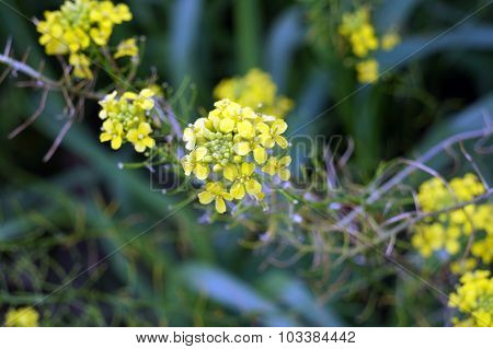 Bittercress Flowers