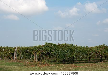 Vineyards Of Lambrusco , A Typical Italian Grape Ready To Be Harvested