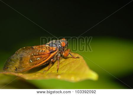 The 17 Year Cicada