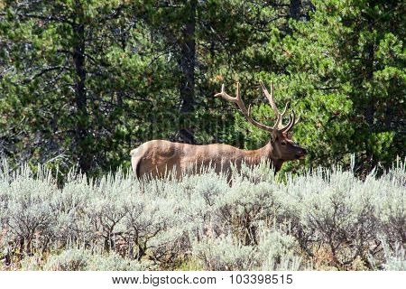 Elk In Grand Teton National Park