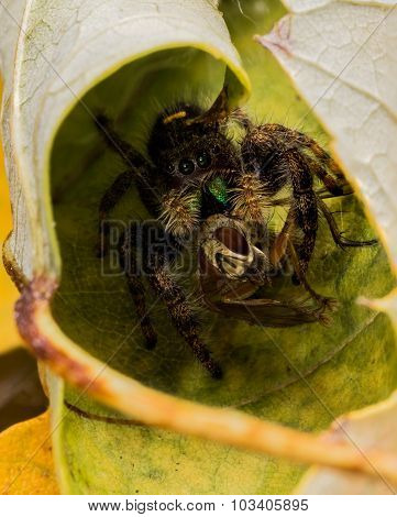 Black Jumping Spider Eats Fly With Red Eyes