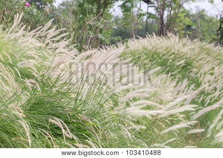Imperata Cylindrica Beauv Of Feather Grass In Garden