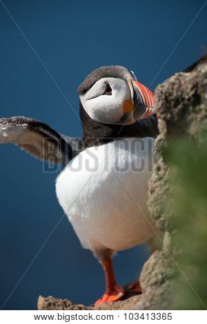 Puffin