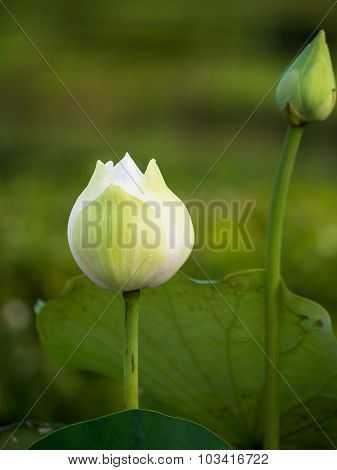 White Lotus