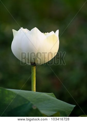 White Lotus