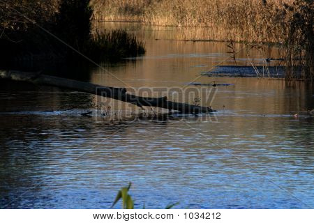 Natural Reserve 2