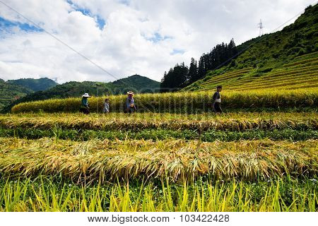 Farmers are harvesting in terraced rice field in Laocai, Vietnam.