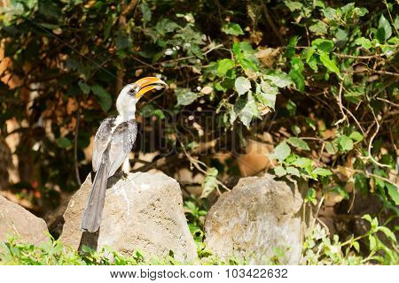 Hornbill