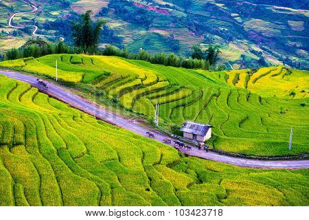 Beautiful terraced rice field in harvest season in Laocai, Vietnam.