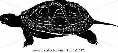 turtle