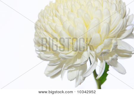 Crisantemo bianco