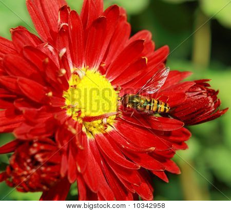 Ape e fiore