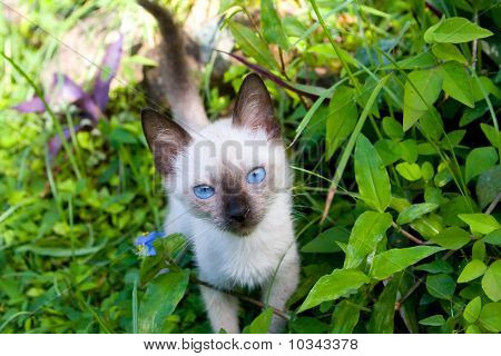 gato de gatinho siamês bonito com olhos azuis