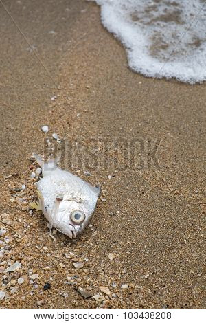 Dead fish on the beach, concept of pullution