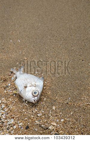 Dead fish on the beach, concept of pullution