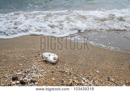 Dead fish on the beach