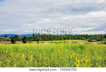 Sunhemp Flower
