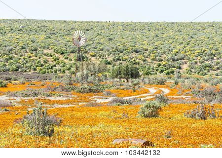 Windmill In A Field Of Orange And Yellow Wild Flowers