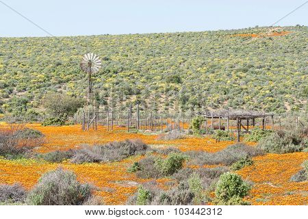 Windmill In A Field Of Orange And Yellow Wild Flowers