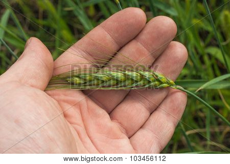 Wheat spikelet on the farmer palm