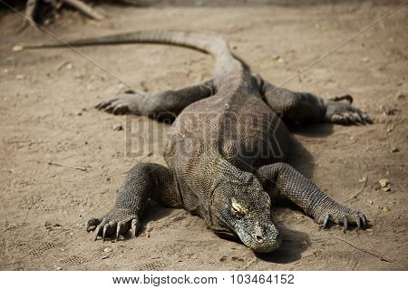 Komodo Dragon